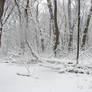 Winter Forest I