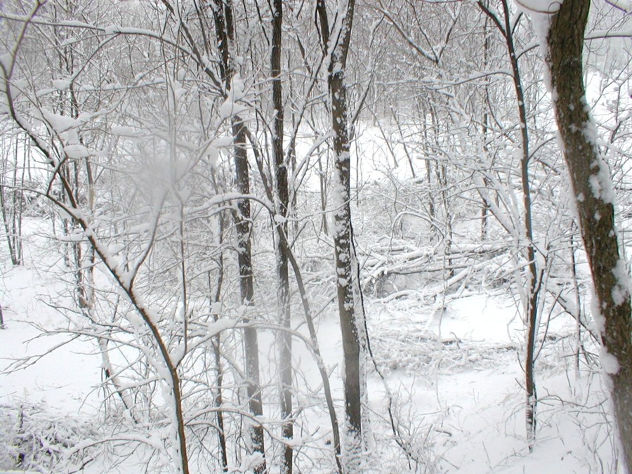 Winter Forest IV