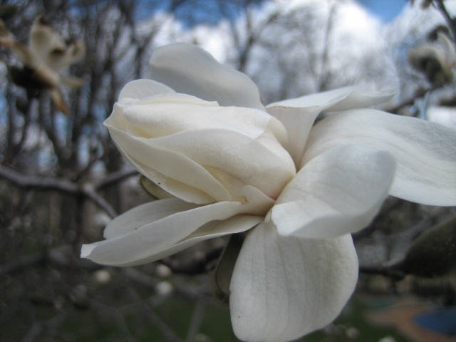 Magnolias in bloom 1