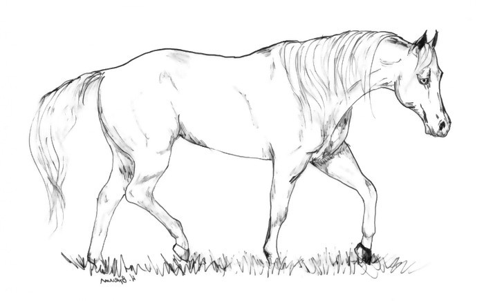 Stock Horse mare lineart