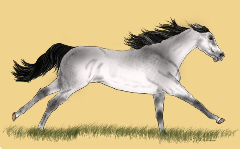 Arab mare 3