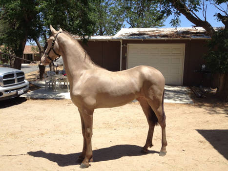 Champagne Georgian Grande Yearling