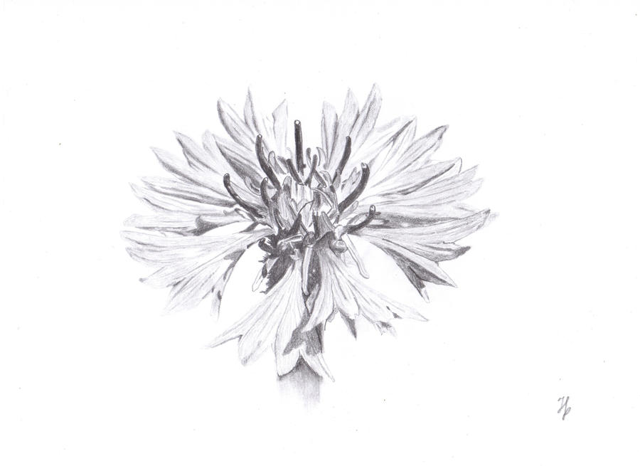 cornflower