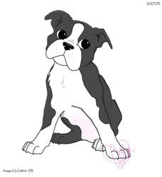 Boston Terrier