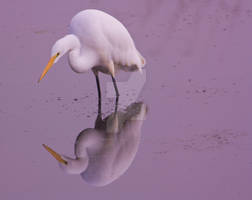 White Egret1