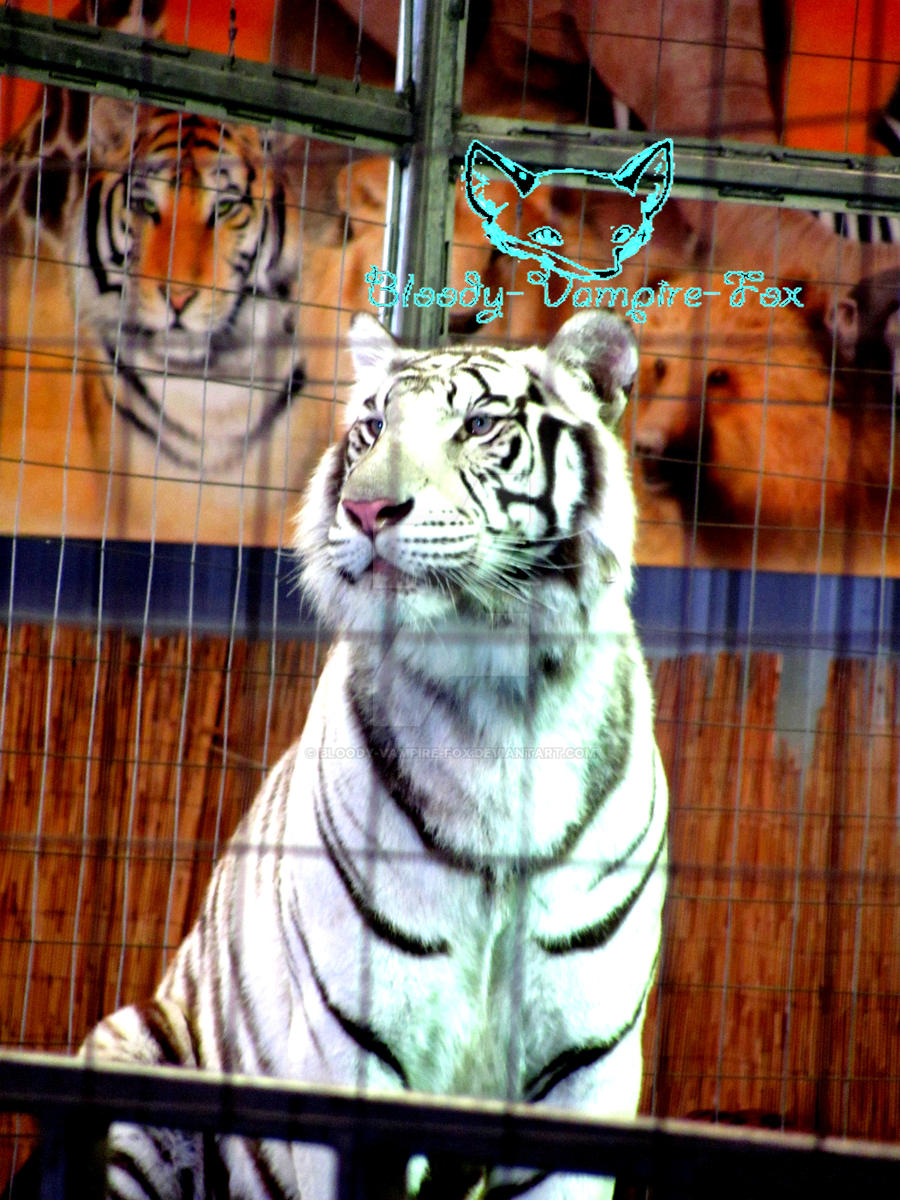 White Tiger by Bloody-Vampire-Fox on DeviantArt White Tiger by Bloody-Vampire-Fox on DeviantArt