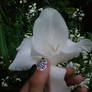 white flower