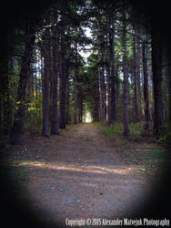 Woodland Walkway