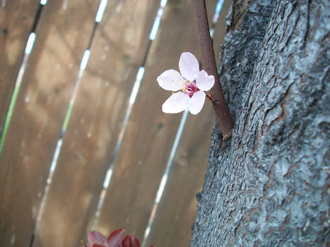 Cherry Blossoms