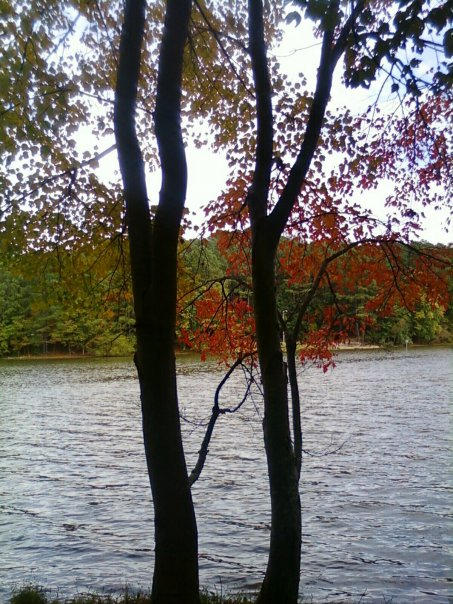Aki Tree by j2to on DeviantArt
