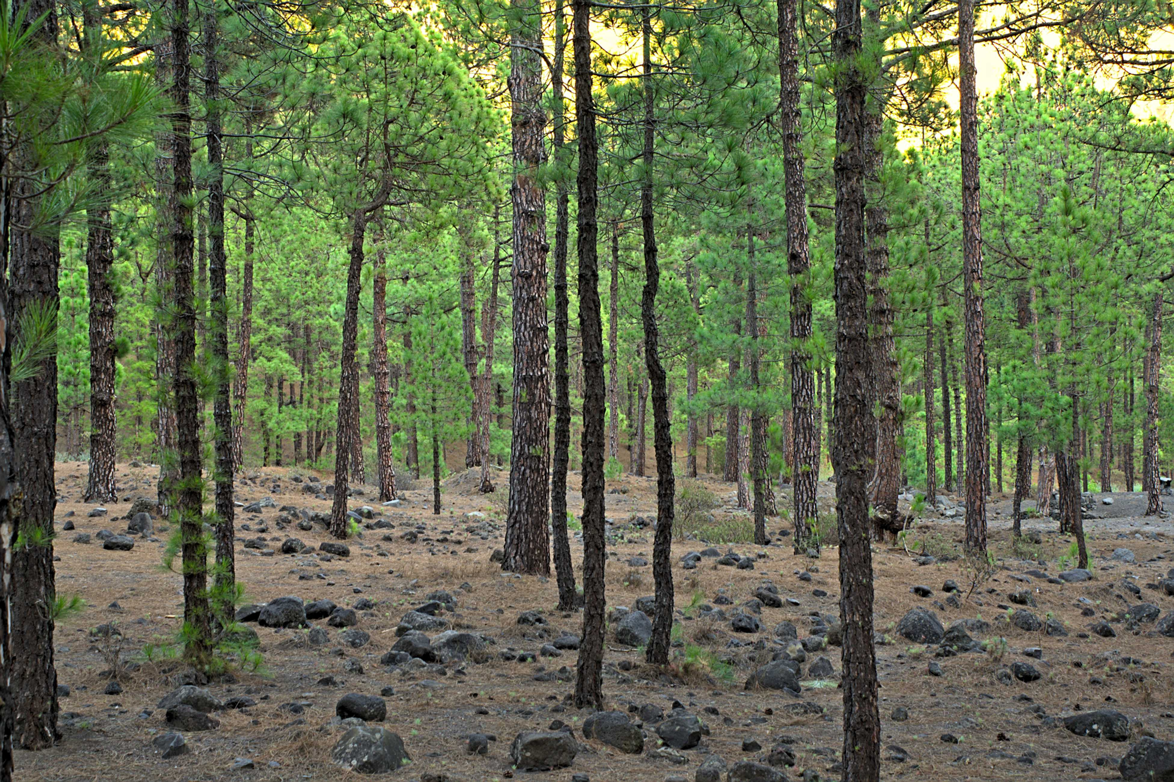 Pines over Pines