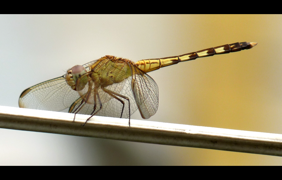 dragonfly