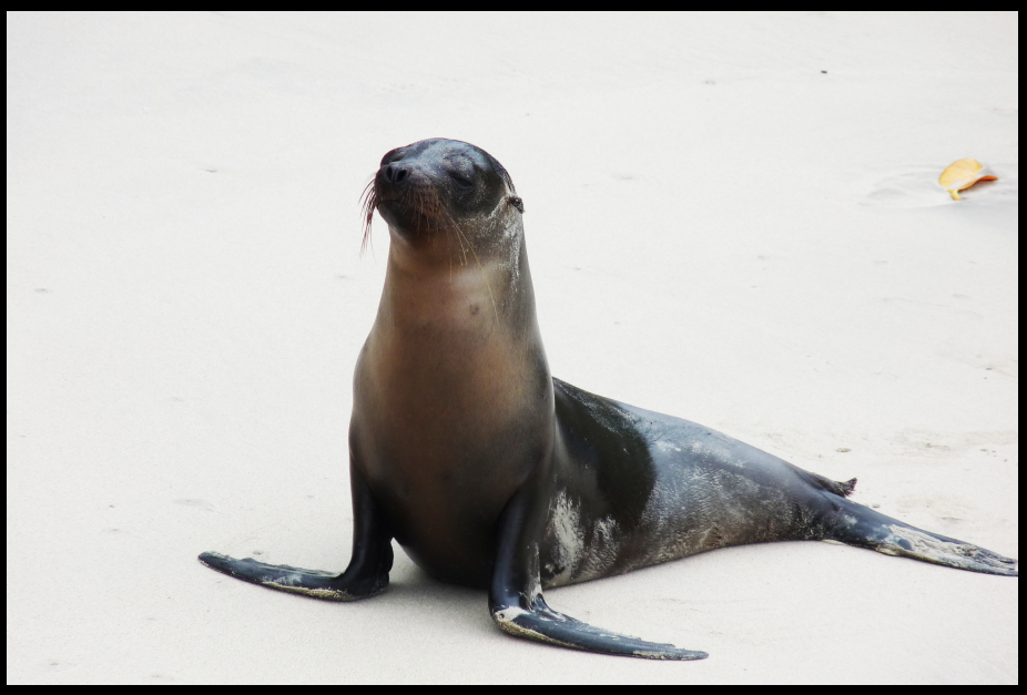 sea lion galapagos 2