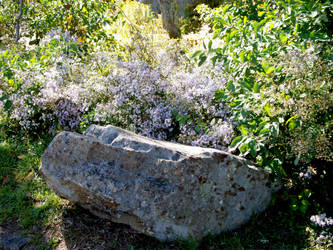 Rock and Flowers