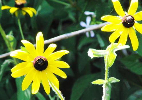 Brown Eyed Susan