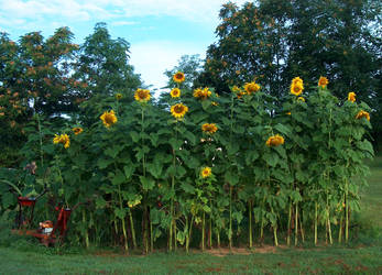 Sunflowers