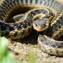 Garter Snake in the garden