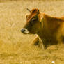Jersey steer