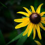Black-eyed Susan