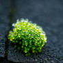 Dew drops on tiny moss
