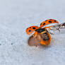 Ladybug taking off