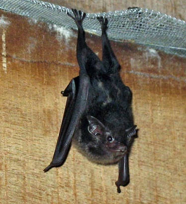 Bat