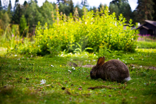 Center Parcs - Wild Bunny!