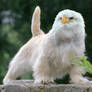 Baby Griffon