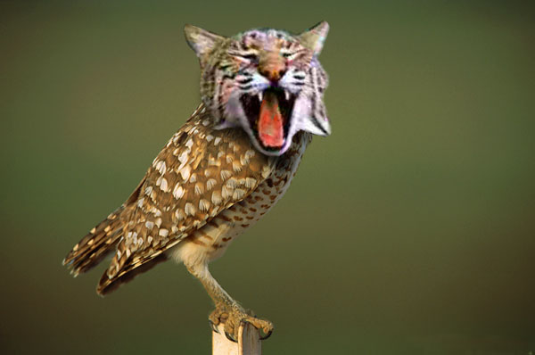 Catowl