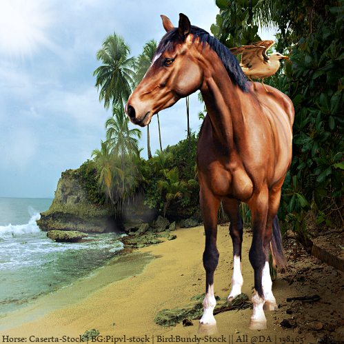 Bay Horse Manip