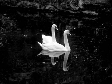 Swans