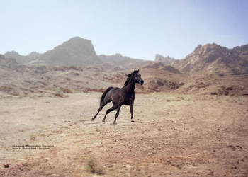 black horse desert