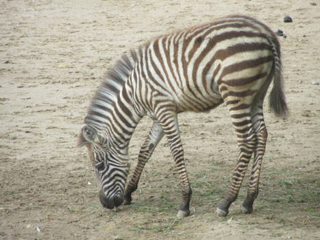 Zebra foal stock #1