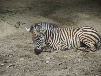 zebra foal stock #2