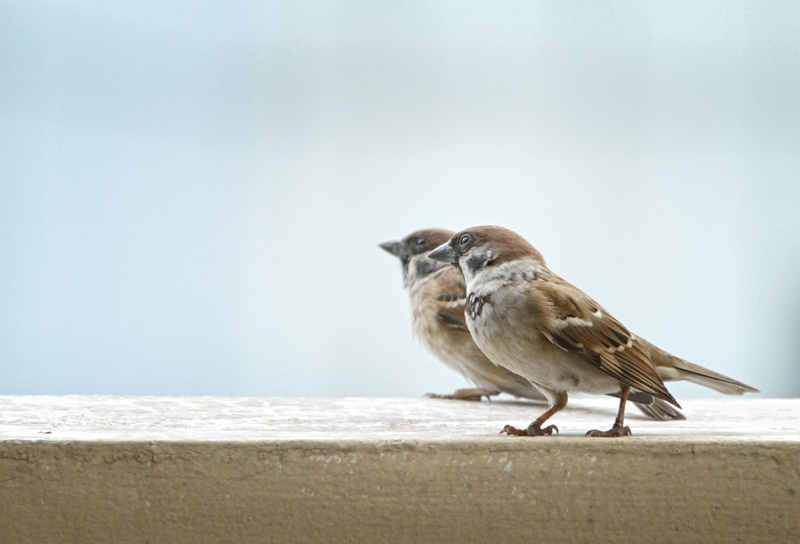 Curiousity - Sparrow Bird