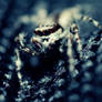 Jumping Spider 9