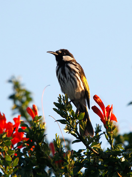 New Holland Honeyeater