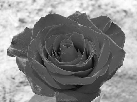 Sand Rose :black and white: