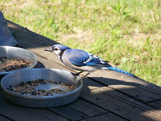 Mon ami, Monsieur Bluejay