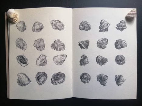 Seashell Study