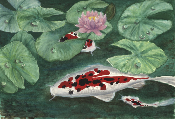 Koi Fishes in Pond