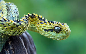 Bush Viper Snake