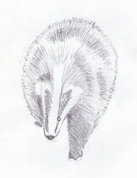 Something badger this way badgers