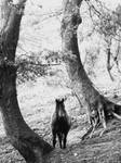 Kelpie by beecharmer88