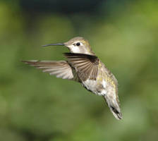 Rufous Hummingbird 2