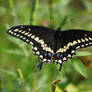 Butterfly at Possum Creek Park