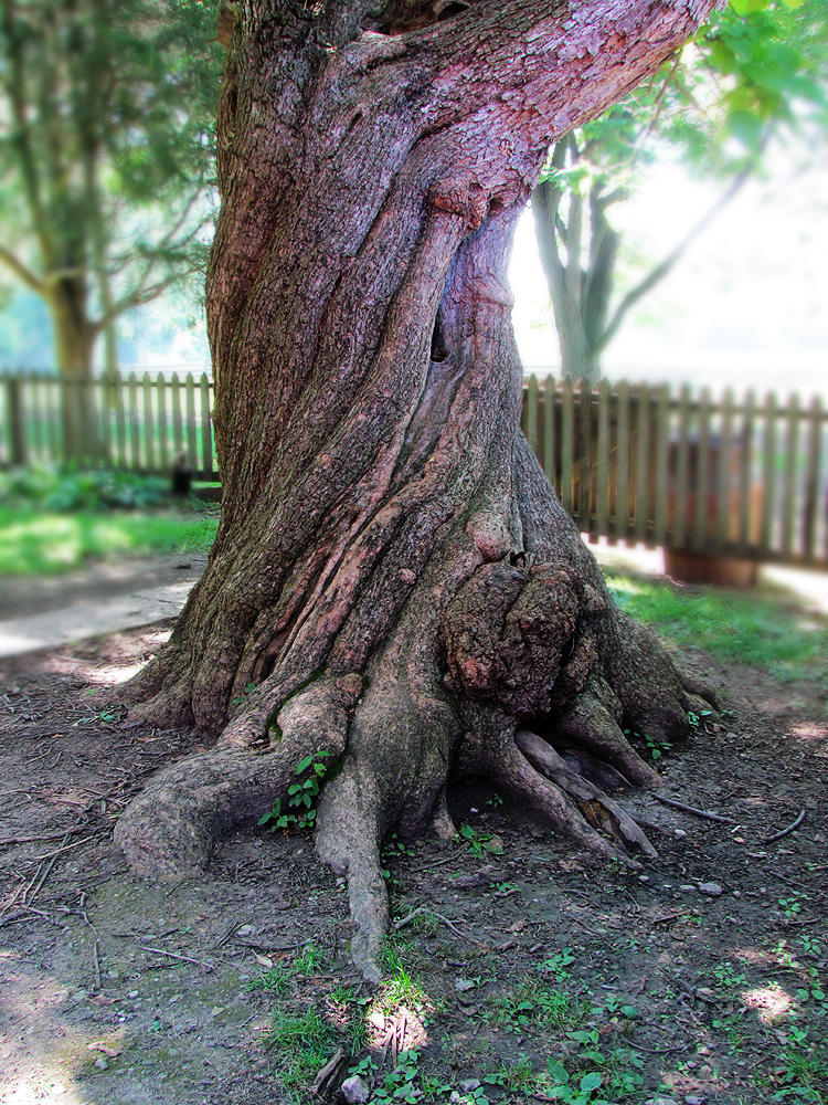 Twisted Tree Ribblehead Twisted Tree by Gailavira on DeviantArt