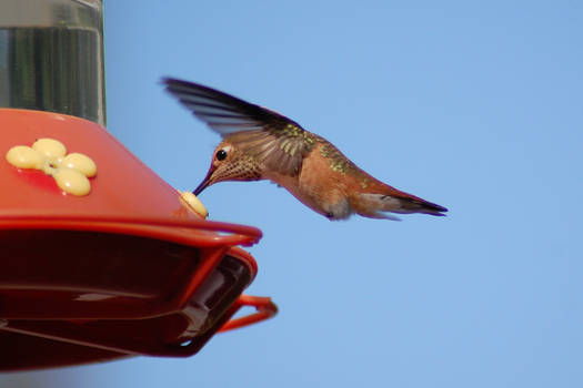 Hummingbird, Rufous