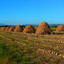 Hay and Sunflowers