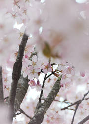 Cherry Tree II